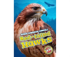 Red-tailed_Hawks